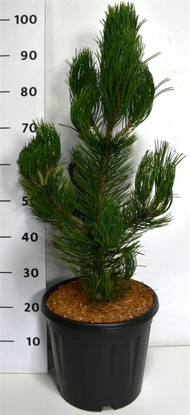 Pinus heldreichii 'Satellit' - C12 60-70 CM
